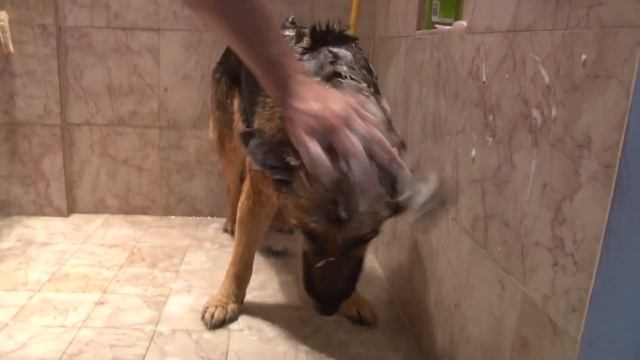 Misty Giantess Growth