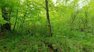 Пение птиц, дуновение ветерка, весеннее настроение#для отдыха #медитации #крепкого сна #приятный шум