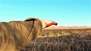 Бригада 80-х скинула в ручей подлянки. Коп металлолома, мужик сказал копай, они были здесь.