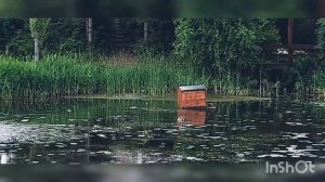 утка крякает в ответ 🦆🤪