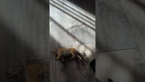 Маленький поросёнок и большой тигр мультфильмы про животных