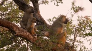 Африканские охотники 2 сезон 1 серия.(Испытание Олимбы).