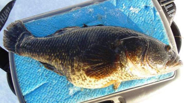 Ловлю ротанов. Первый выезд на это озеро в сезоне. Ноябрь 2024.