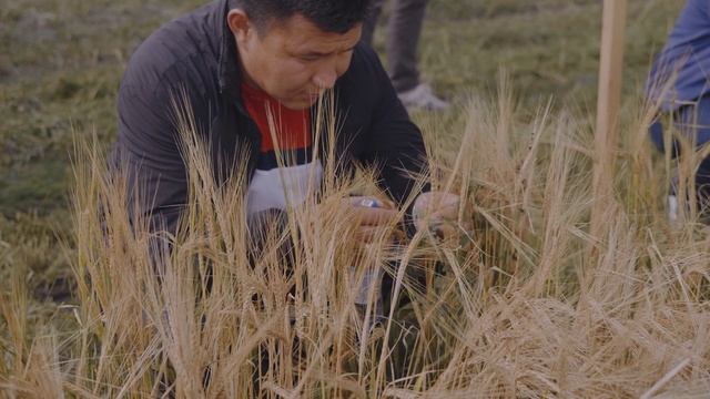 2022 День Поля ЭкоНива-Семена, Новосибирская обл., с. Маслянино