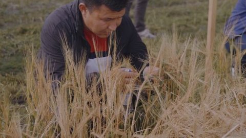 2022 День Поля ЭкоНива-Семена, Новосибирская обл., с. Маслянино