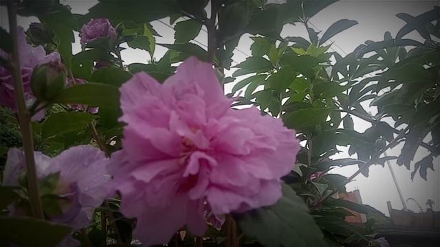 dab neeg sib aim mag txiv lau rab loj aim wb ob viv ncau mob kub lug смотреть онлайн