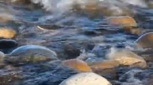 Мы в этом мире только гости