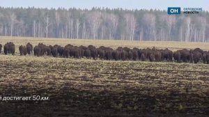 У орловских зубров началась весенняя миграция