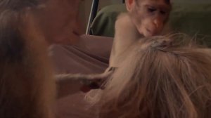 Unintentional ASMR - More Monkey grooming 🐵