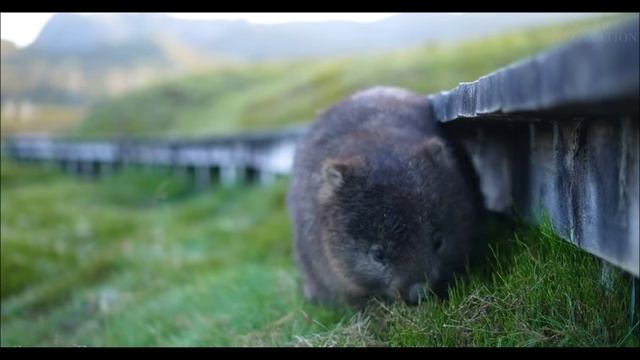 Путешествие. Тасмания