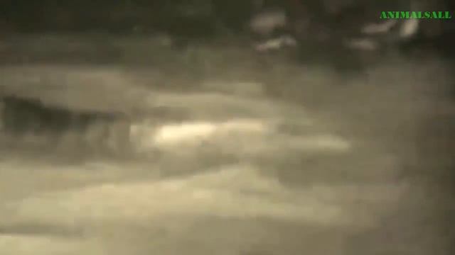 ТОП ШОКИРУЮЩИХ БИТВ ЖИВОТНЫХ / TOP THRILLING BATTLES OF ANIMALS смотреть онлайн