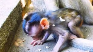 Как коротает время детёныш макаки, лишенный материнского внимания и молока   1000037316.mp4