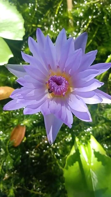 Hoa mùa hè смотреть онлайн