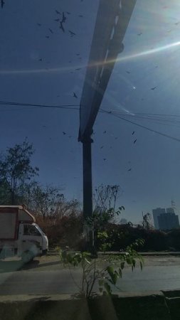 Стая стервятников