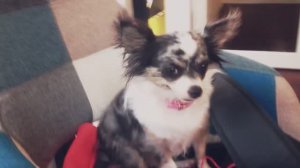 Тайная жизнь домашних животных: Чихуахуа в Таиланде 🐕🌴