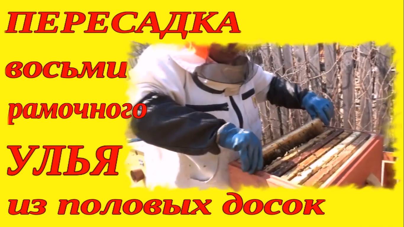 ПЕРЕСАДКА УЛЬЯ ВЕСНОЙ. ВЕСЕННИЕ РАБОТЫ НА ПАСЕКЕ. смотреть онлайн