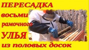 ПЕРЕСАДКА УЛЬЯ ВЕСНОЙ. ВЕСЕННИЕ РАБОТЫ НА ПАСЕКЕ.