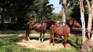 Most best breeding horse Big male horse vs Nice mare
