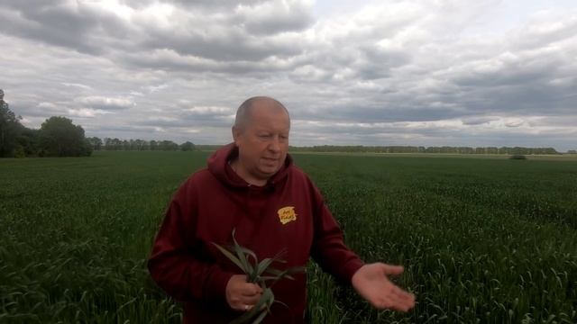 Срочные новости с пшеничных полей. Вы будете шокированы.