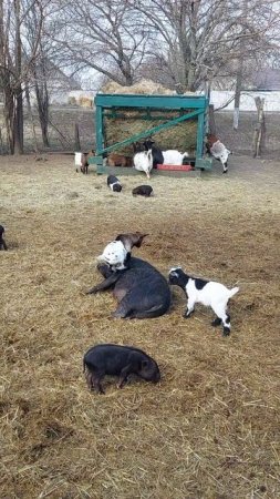 🐷🐐😀