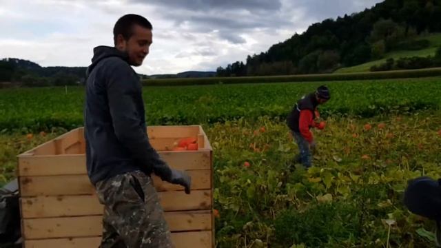 Тыква 2 смотреть онлайн