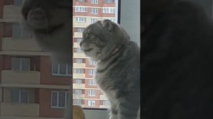 кошка стрекочет на птиц ))