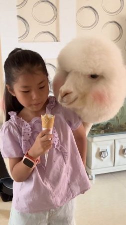 Lama Eat Ice Cream