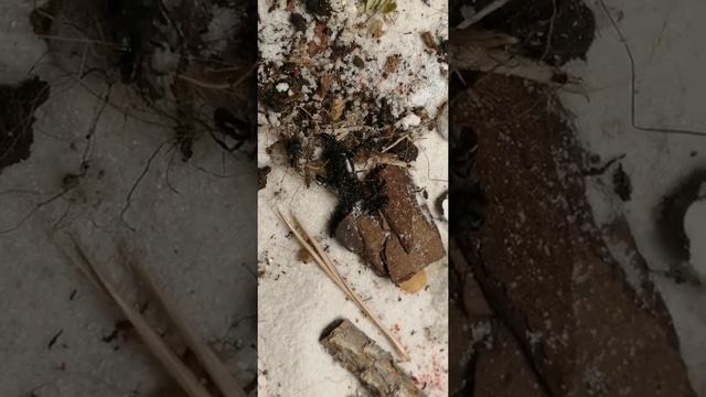 Rhytidoponera metallica kill marble cockroach смотреть онлайн