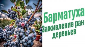Заживление ран деревьев.