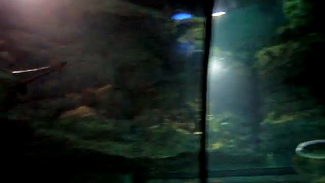 "Ocean Life" in Aquatopia, Antwerpen, Belgium смотреть онлайн