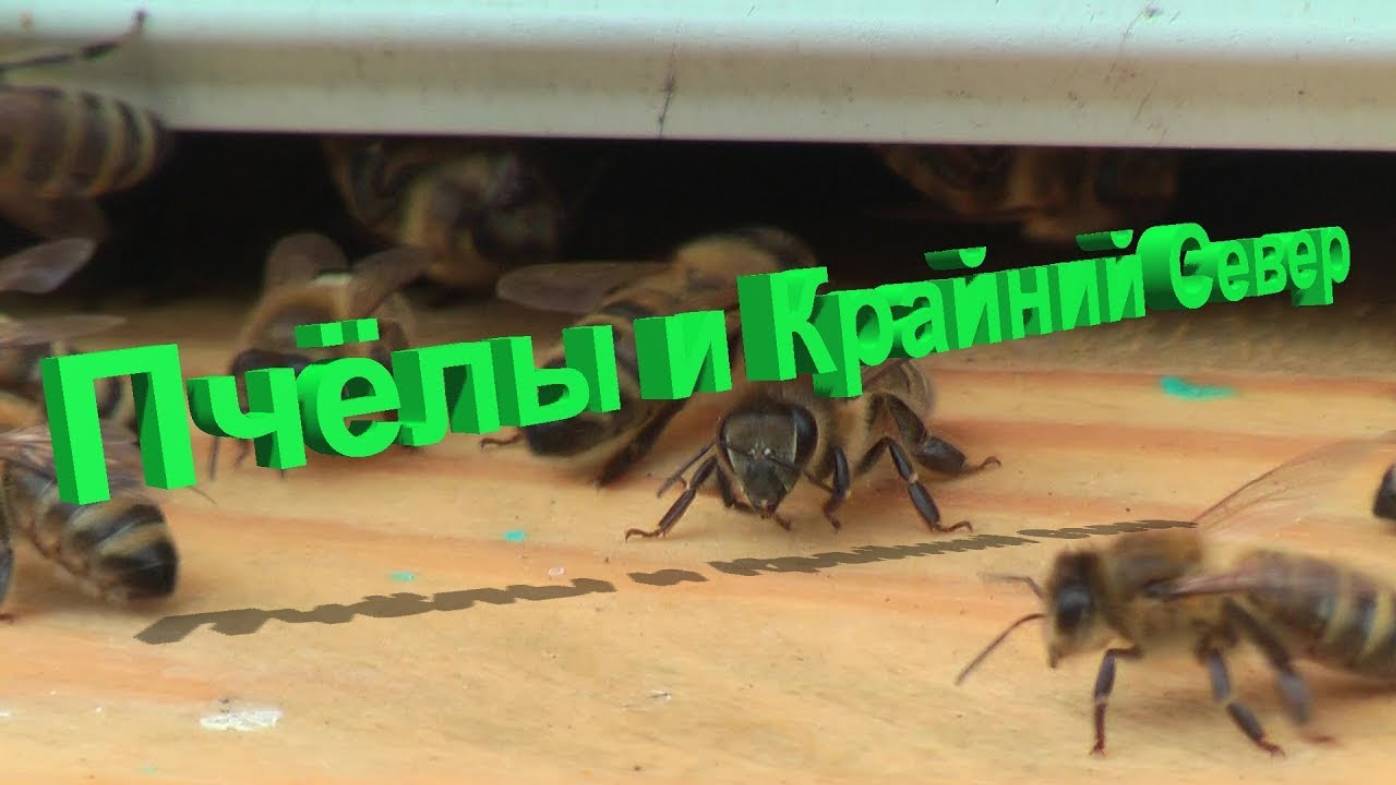 Пчёлы за Полярным кругом: научный взгляд профессора Кашковского