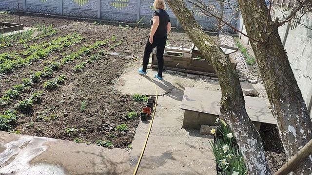 Посадила Розмарін. Робота в городі. Рецепт консервіруваних груш від Наталі. Життя на пенсії. Україн
