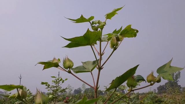 bayer regent insecticide full details in Telugu | fipronil 5%sc | aphids,thrips,fruit borer control смотреть онлайн