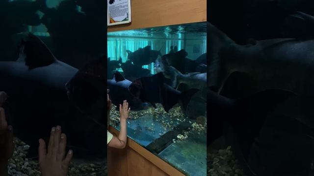самое смешное видео