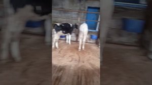 Работа телятницы.Моя работа😉
