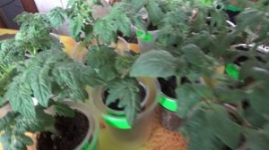 ПОСЕВЫ 2025-69. Где лучше выращивать Томатных гномов - на улице или в теплице?