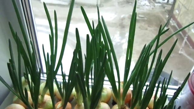 Аква ферма выращиваем салат в аквариуме Aqua farm grow lettuce in your tank смотреть онлайн