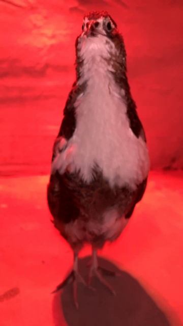 Певец … или певица будет )#смокинговыеперпела #перепелкинн #перепела #разведениеперепелов смотреть онлайн