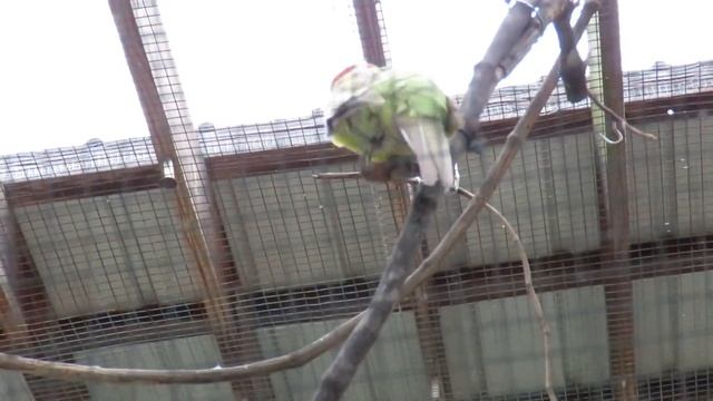 Gorgeous Red Yellow  Light Blue Feathers on Rosella Parrot at Gatorland! Orlando Florida