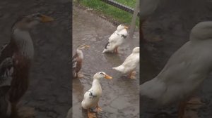 Утки под дождём