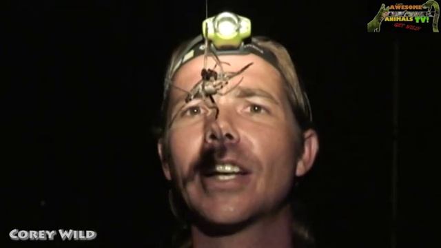 DUMB WILDERNESS!! Animal Fails! 🤣🤣ANIMAL  Bloopers - Outtakes смотреть онлайн