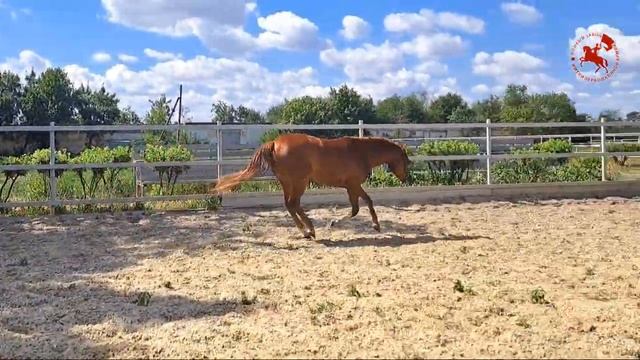 ЧИПОЛИНКА 14-21  Завод имени Первой конной армии  Будённовская порода лошадей