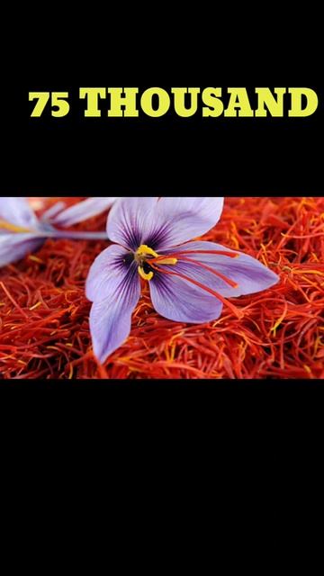 why Saffron are so Expensive?(Amazing facts)#ytshorts смотреть онлайн
