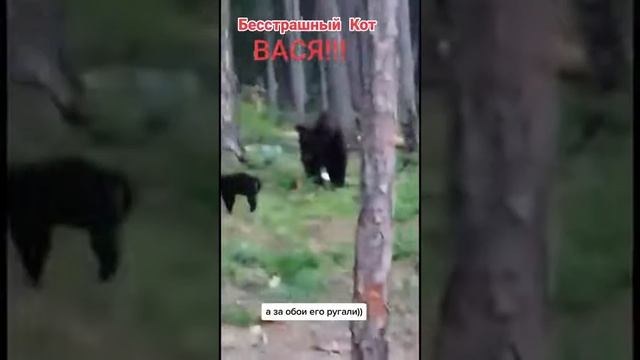 храбрый кот и медведь #shorts #тикток #кот
