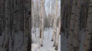 Зима в марте (11.03.25) прогулка/лес/закат/голубь/берёзы/снеговик/сугробы