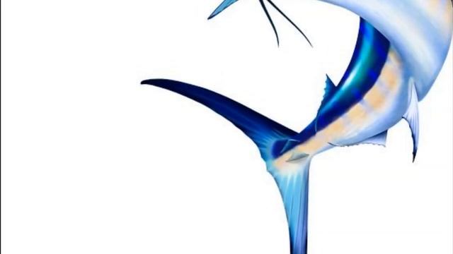 Blue Marlin - National Symbols
