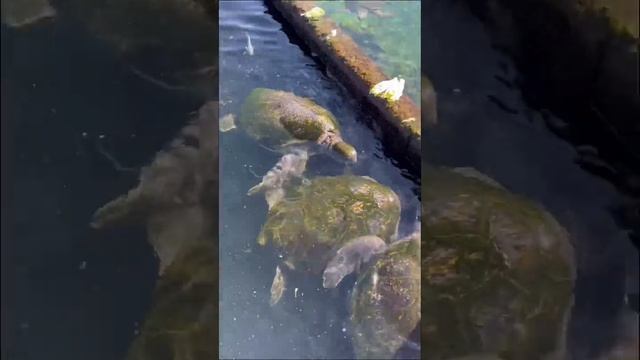 шалом всем! мини вложик одного дня. вот такая вот сейчас у меня жизнь в Израиле🤍🇮🇱 смотреть онлайн