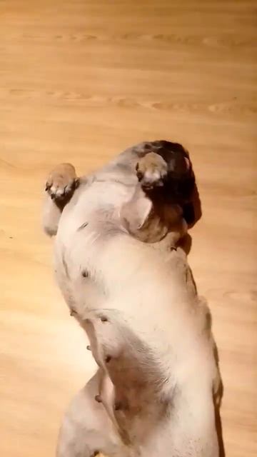 наглость второе имя #собака #юмор #dog #животные смотреть онлайн