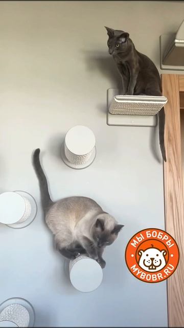 Ступенки когтеточки  &quot;Лунное равновесие&quot; #котодром #cat #мы_бобры