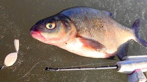 НЕ ЗРЯ ОПУСТИЛ ПОПЛАВОК.